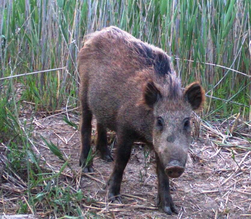кабан (Sus scrofa)